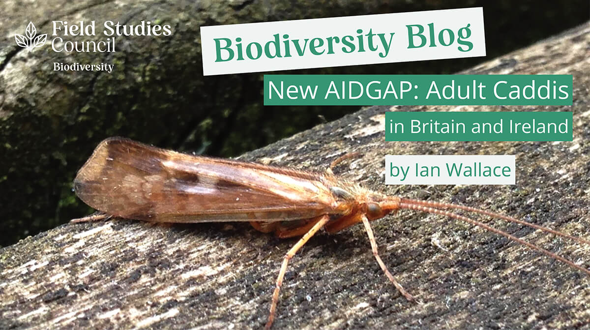 New AIDGAP guide Adult Caddis (Trichoptera) of Britain and Ireland